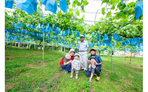 【2024年8月下旬～9月下旬発送】福岡県産シャインマスカット 約2kg 4～5房