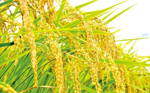 【3ヶ月定期便】元気つくし