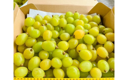 【訳あり品】福岡県産シャインマスカット 摘み落とし粒 約1kg