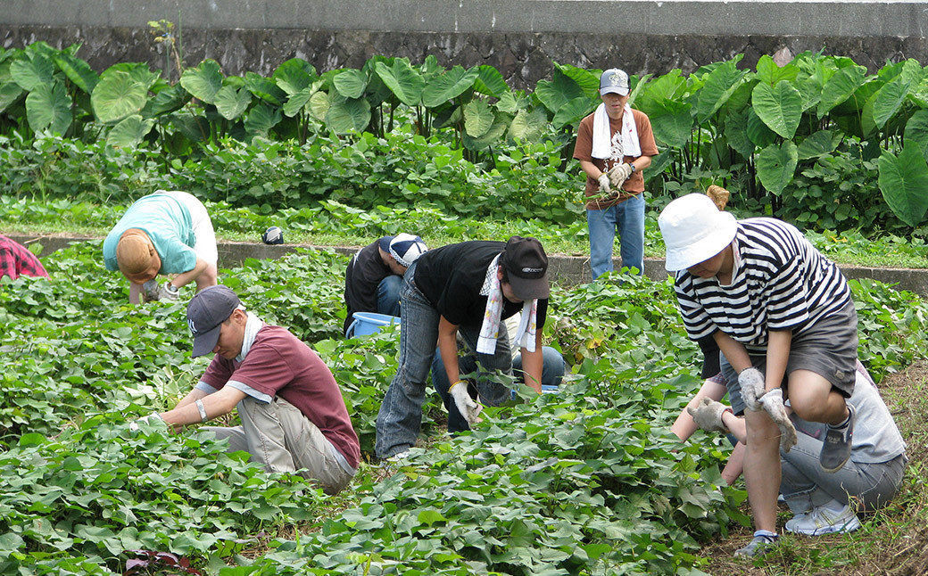 芋焼酎 自立 720ml(4合)×2本 25度 さつま芋 焼酎