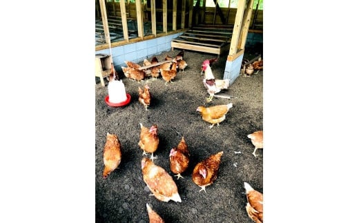 【平飼い有精卵】30個入（26個+割れ保証4個）