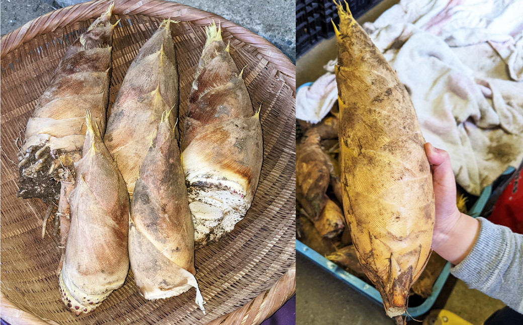 【2023年3月下旬発送開始】じぃじのたけのこ 約2.2kg 栄養豊富 ダイエット 食物繊維 美容 健康 福岡県 嘉麻市