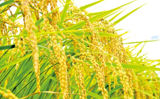 【3ヶ月定期便】元気つくし)