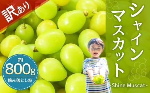 【2024年8月下旬～9月下旬発送】【訳あり品】福岡県産シャインマスカット摘み落とし粒 約800g 果物 くだもの