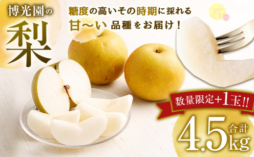 【数量限定】梨 4.5kg+1玉 【2024年9月下旬～12月下旬発送予定】 豊水 20世紀 新高 新興 果物 フルーツ