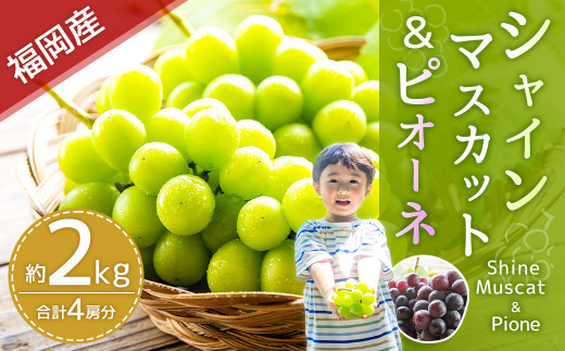 【2024年8月下旬～9月下旬発送】福岡県産シャインマスカット&ピオーネ 合計約2kg