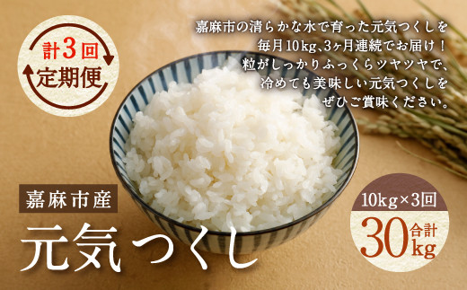 【3ヶ月定期便】元気つくし