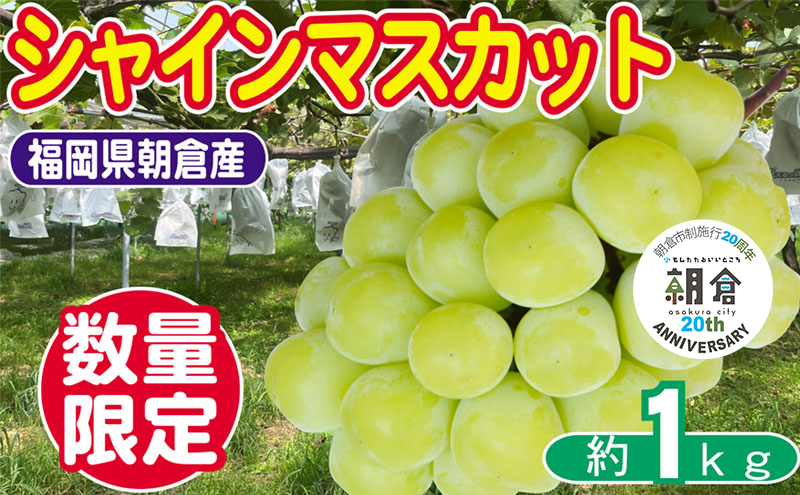 【朝倉市制施行20周年記念企画】 数量限定 シャインマスカット 1～3房 約1kg ゆう美果樹園 シャイン マスカット 葡萄 ※配送不可：離島
