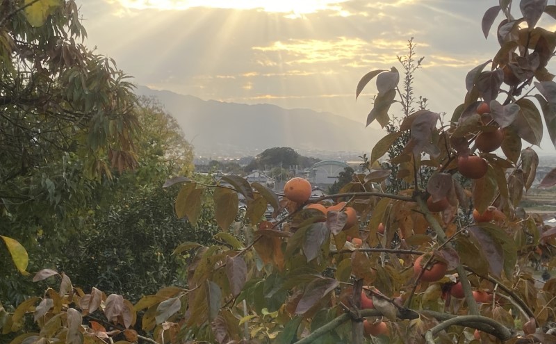 【朝倉市制施行20周年記念企画】 柿 志波の富有柿 Lサイズのみ×約12個入 ゆう美果樹園 ※配送不可：離島