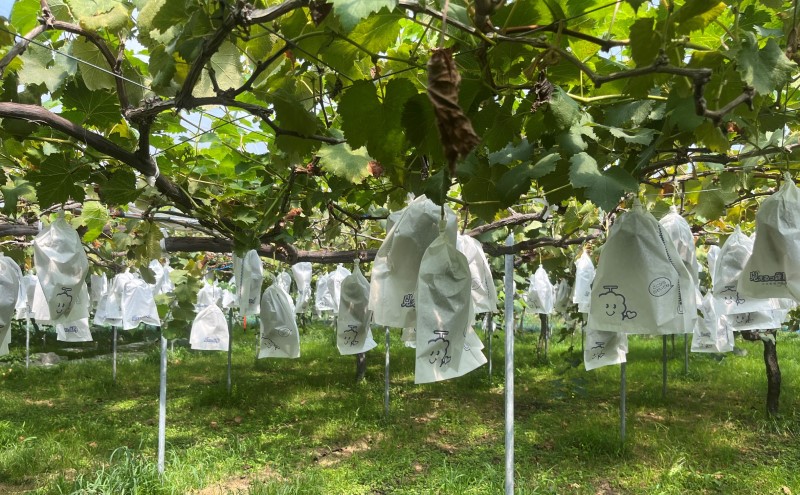 【朝倉市制施行20周年記念企画】 定期便 2回 うるう農園 2026年1月発送 特選 あまおう 400g ゆう美果樹園 2026年9月発送 シャインマスカット 1～3房 約1kg ※配送不可：離島