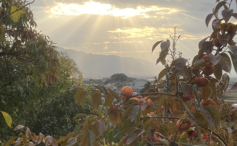 【朝倉市制施行20周年記念企画】  訳あり 志波の富有柿 約3kg 柿 ※配送不可：離島
