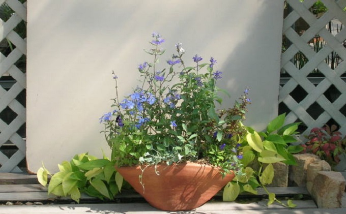 爽やかな色合いブルー・パープルの寄せ植え