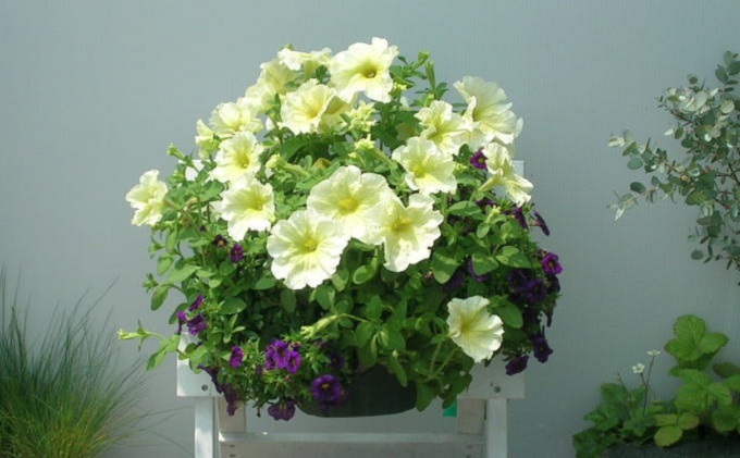 季節のお花でハンキングバスケット（グリーン･ホワイト･ブルー系）