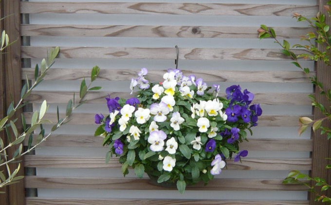 季節のお花でハンキングバスケット（グリーン･ホワイト･ブルー系）
