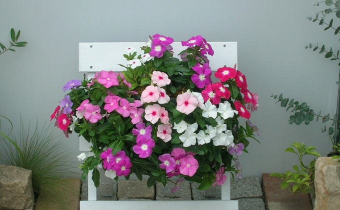 季節のお花でハンキングバスケット（ピンク系）