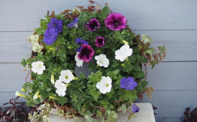 季節のお花・サークルハンギング