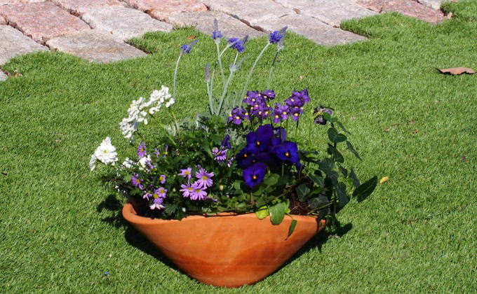 ブルー・パープルの寄せ植え（舟形Mサイズ）1個