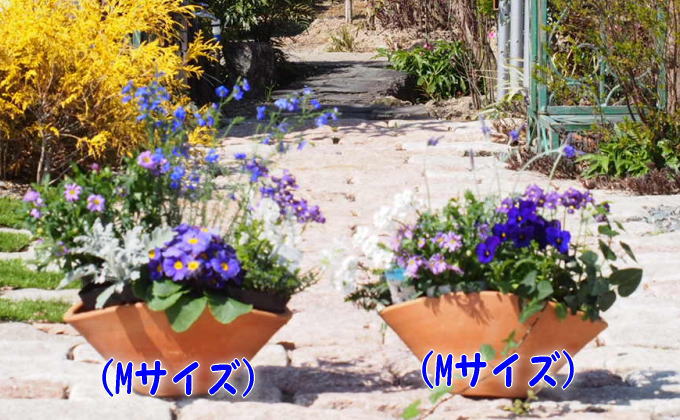 ブルー・パープルの寄せ植え（舟形Mサイズ）2個