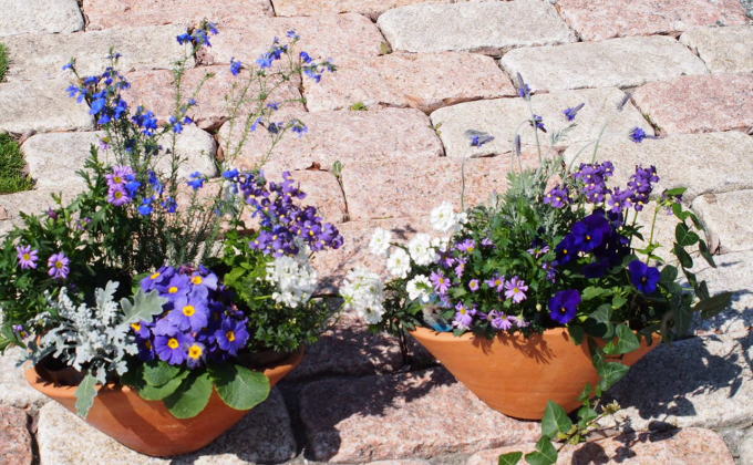 ブルー・パープルの寄せ植え（舟形Mサイズ）2個