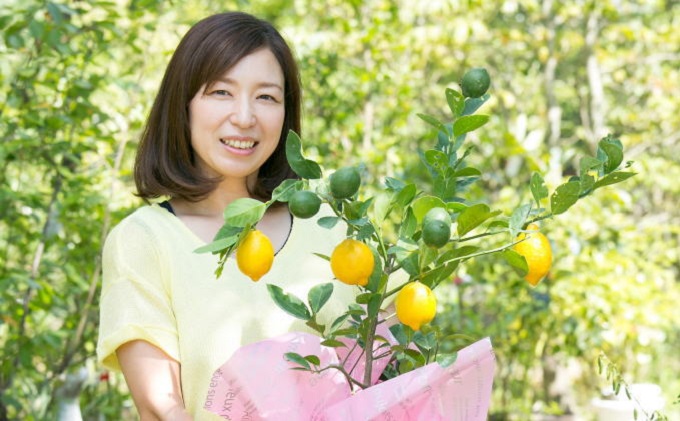 ガーデニング果樹・レモンの木 ★ガーデニングショップ四季の里（2023年3月25日以降順次発送）