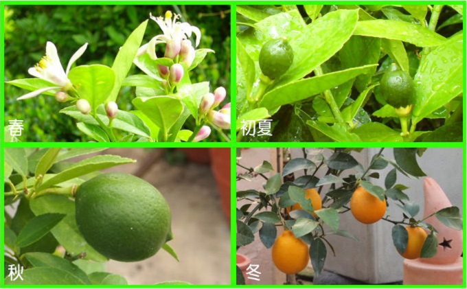 ガーデニング果樹・レモンの木 ★ガーデニングショップ四季の里（2023年3月25日以降順次発送）