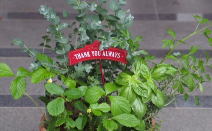 ユーカリとハーブ5種　寄せ植え