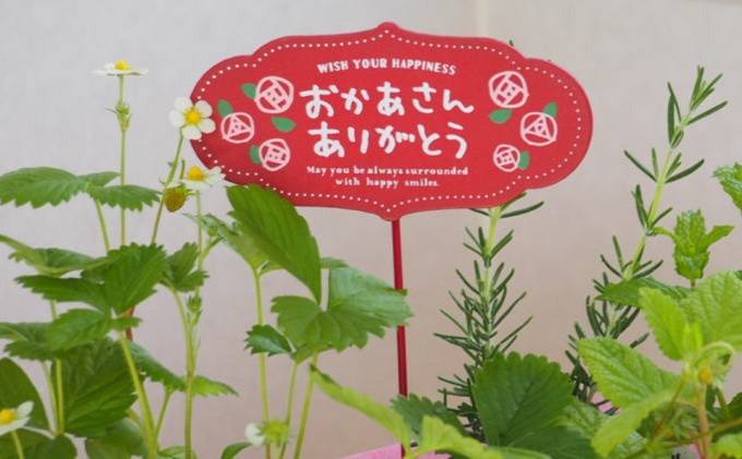 【母の日 ギフト】ハーブ 5種 寄せ植え（オンライン決済限定） 植物