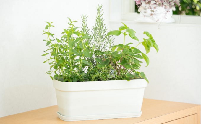 【母の日 ギフト】ハーブ 5種 寄せ植え（オンライン決済限定） 植物