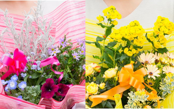 【母の日 ギフト】季節のフラワーバスケット【白鉢】（オンライン決済限定） 花