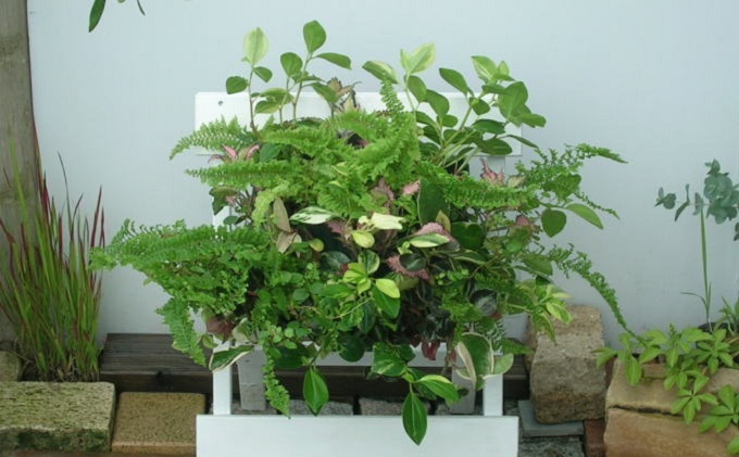 観葉植物のハンギングバスケット