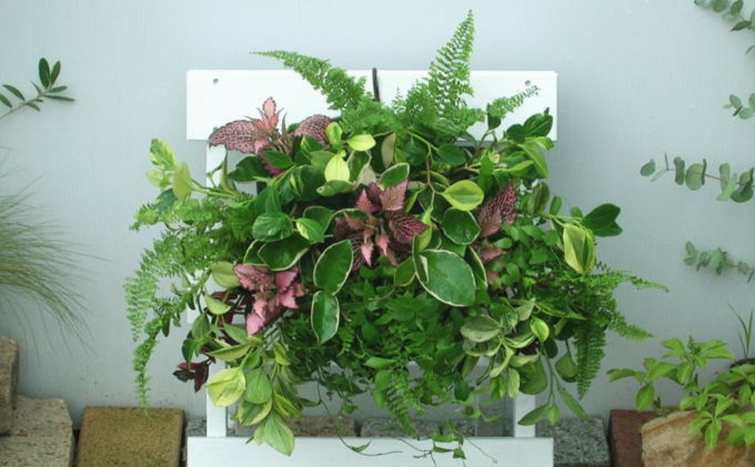 観葉植物のハンギングバスケット