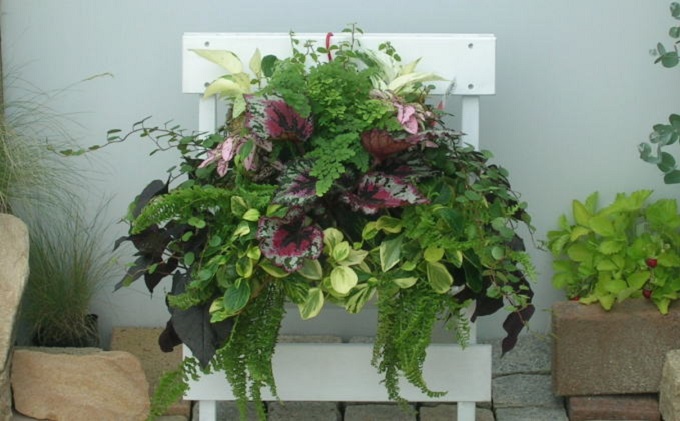 観葉植物のハンギングバスケット