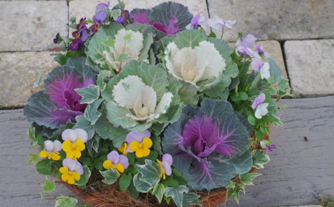 まるでお花のケーキ！葉ボタンの寄せ植え 苗木