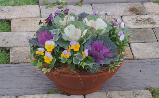 まるでお花のケーキ！葉ボタンの寄せ植え 苗木