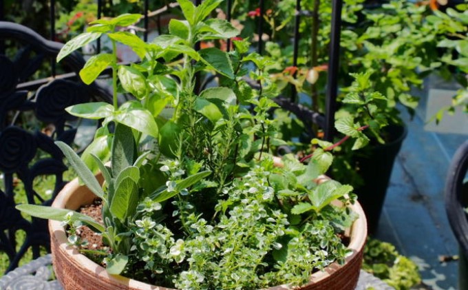 ハーブ 寄せ植え 8種 テラコッタ鉢 30cm 植物 インテリア ガーデン