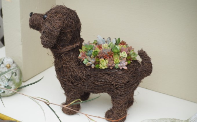 まるで多肉の宝石箱♪チビわんこの多肉植物 寄せ植え（1個）