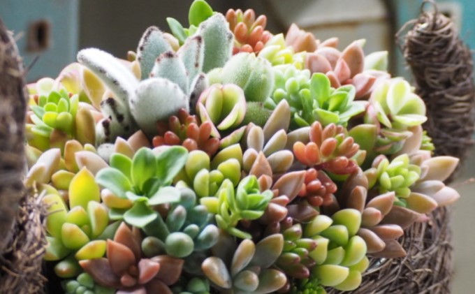 まるで多肉の宝石箱♪チビわんこの多肉植物 寄せ植え（1個）