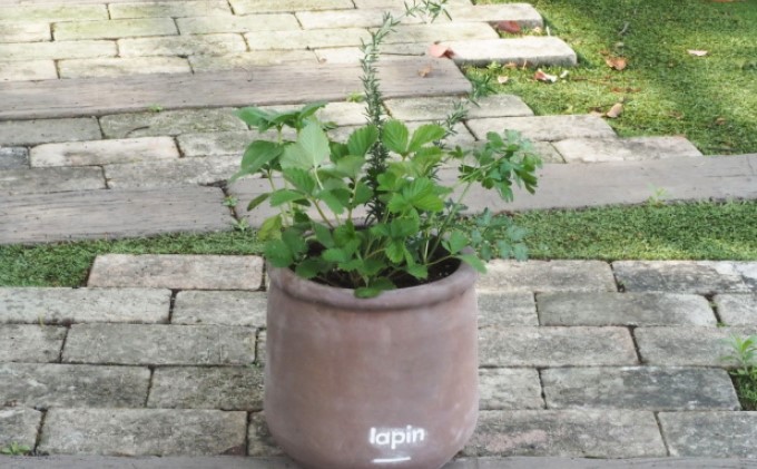 ハーブ 寄せ植え 5種 ラウンド型 チョコ色 25cm 植物 インテリア ガーデン