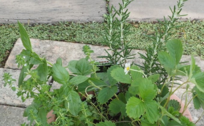 ハーブ 寄せ植え 5種 ラウンド型 チョコ色 25cm 植物 インテリア ガーデン