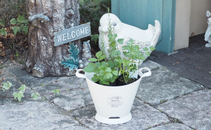 ハーブ 寄植え 摘み取って使う 新鮮 ハーブ 3種の寄せ植え プラ鉢 ホワイト