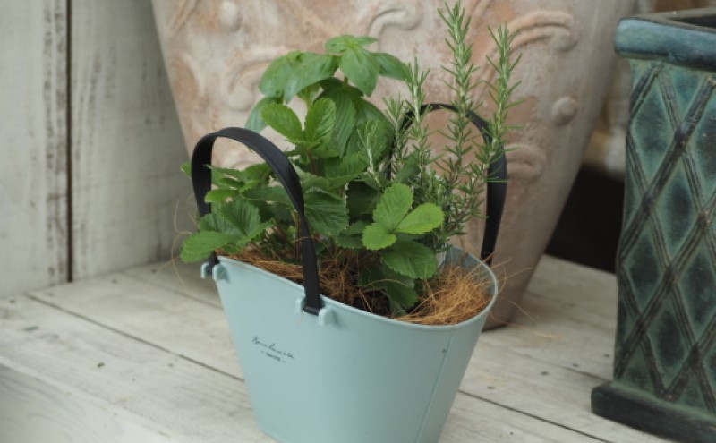 ハーブ 寄植え 摘み取って使う 新鮮 ハーブ 3種の寄せ植え プラ鉢 水色