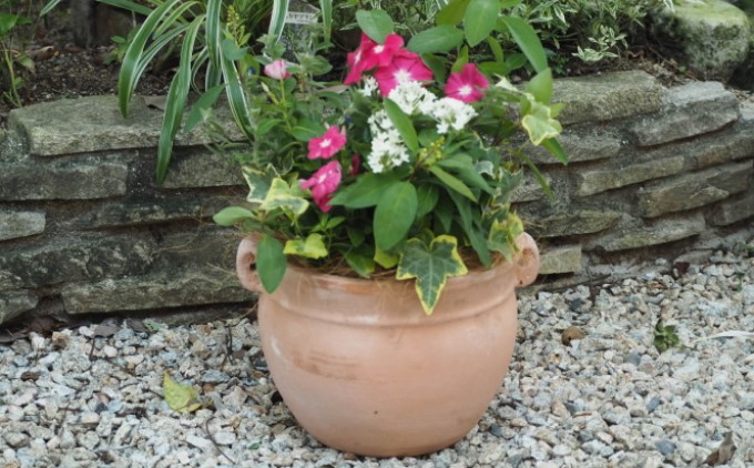 植物 寄植え 花 季節のお花 寄せ植え つぼ丸型 ピンク系 25cm