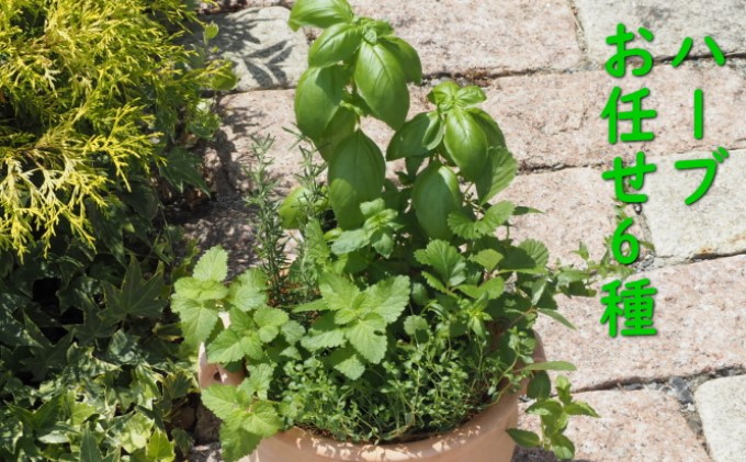 植物 寄植え ハーブ 6種 寄せ植え つぼ丸型 鉢 25cm