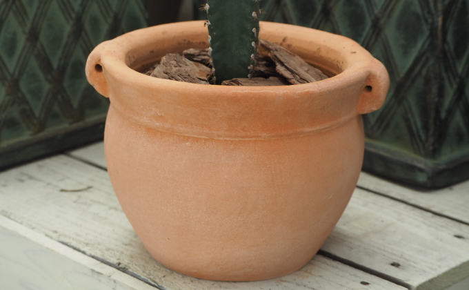 植物 サボテン 鉢植え 柱サボテンの鉢植え つぼ丸型 鉢 17cm