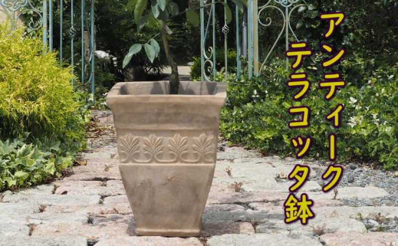 植物 オリーブ 木 鉢植え アンティーク テラコッタ鉢 21cm ガーデニング