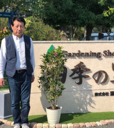 苗木 キンモクセイの鉢植え 白プラ鉢 配送不可 北海道 沖縄 離島