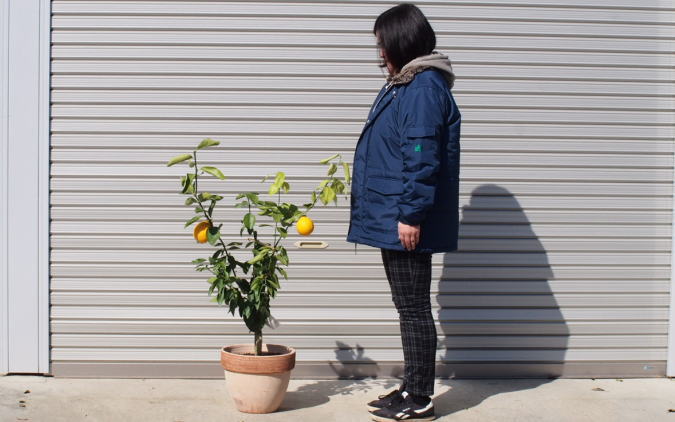 苗木 レモンの木鉢植え 大きめサイズ テラコッタ鉢 配送不可 北海道 