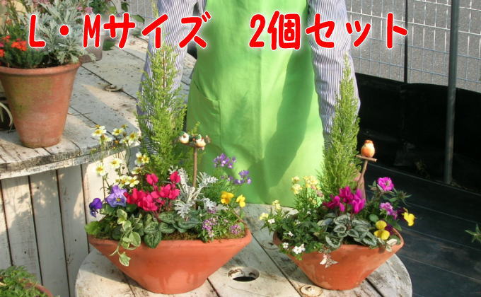 植木 寄植え 可愛いお花畑の寄せ植え L・Mサイズ 2個セット 配送不可 北海道 沖縄 離島