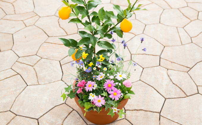 レモンの木 お花 寄せ植え 5?6種類 レモンと季節のお花 テラコッタ鉢 