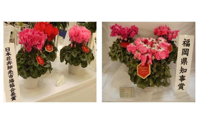 シクラメン 花 鉢 5号鉢×1鉢 冬 贈答 ハウス 栽培